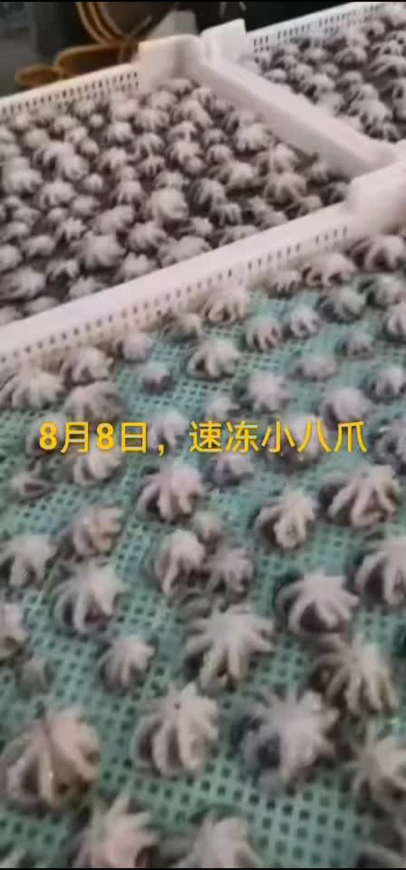 八爪鱼