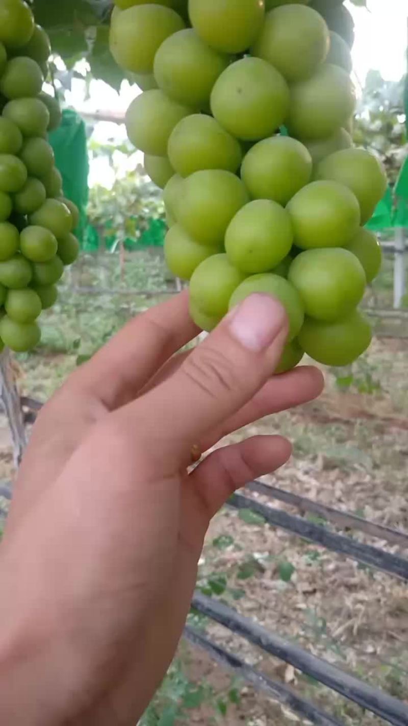 阳光玫瑰/