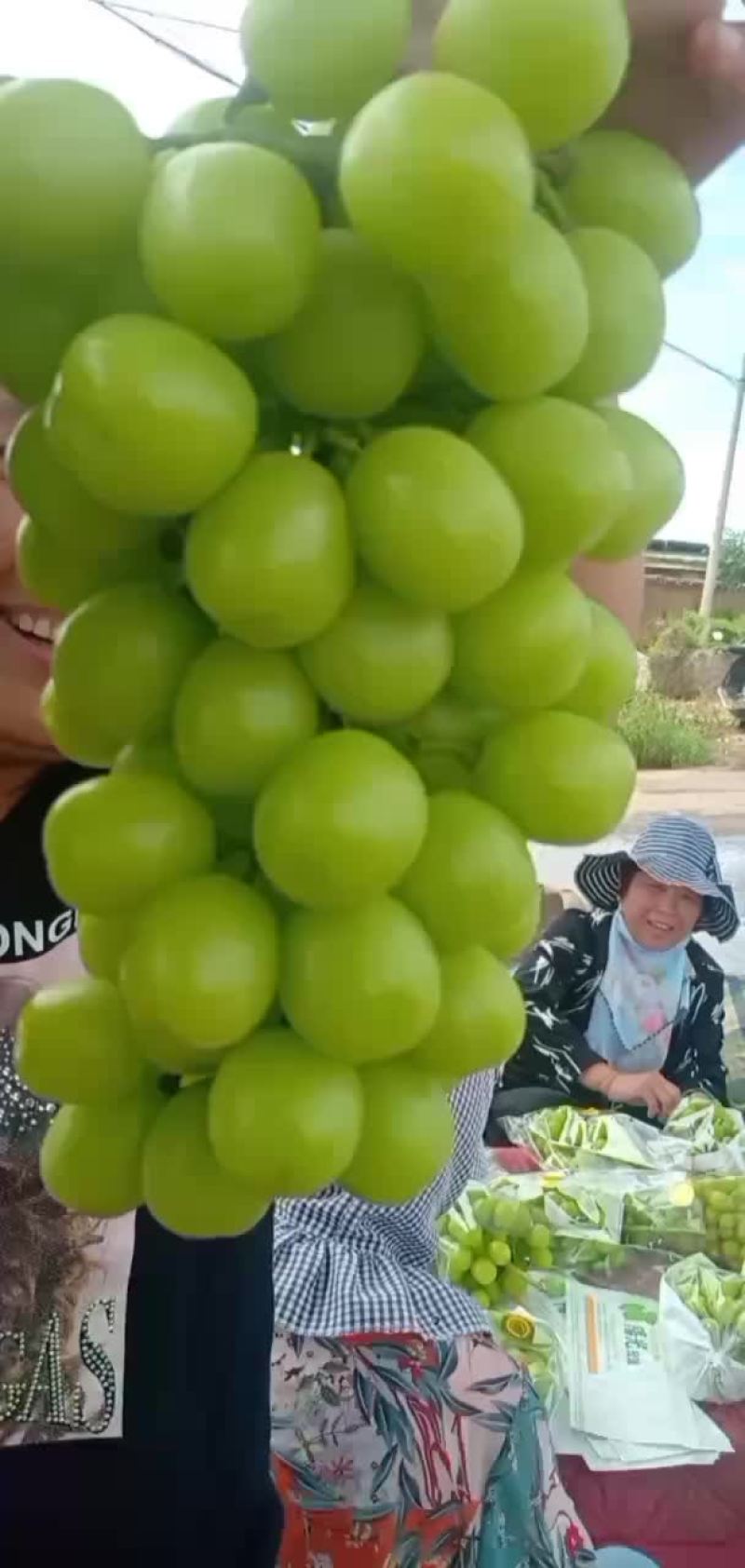 阳光玫瑰/