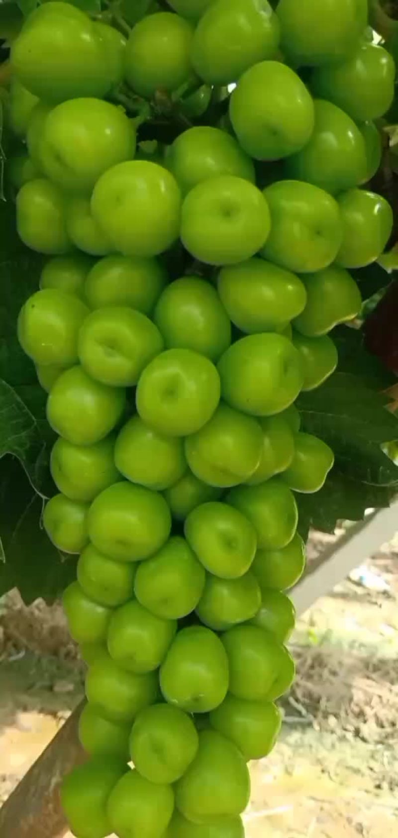 阳光玫瑰/