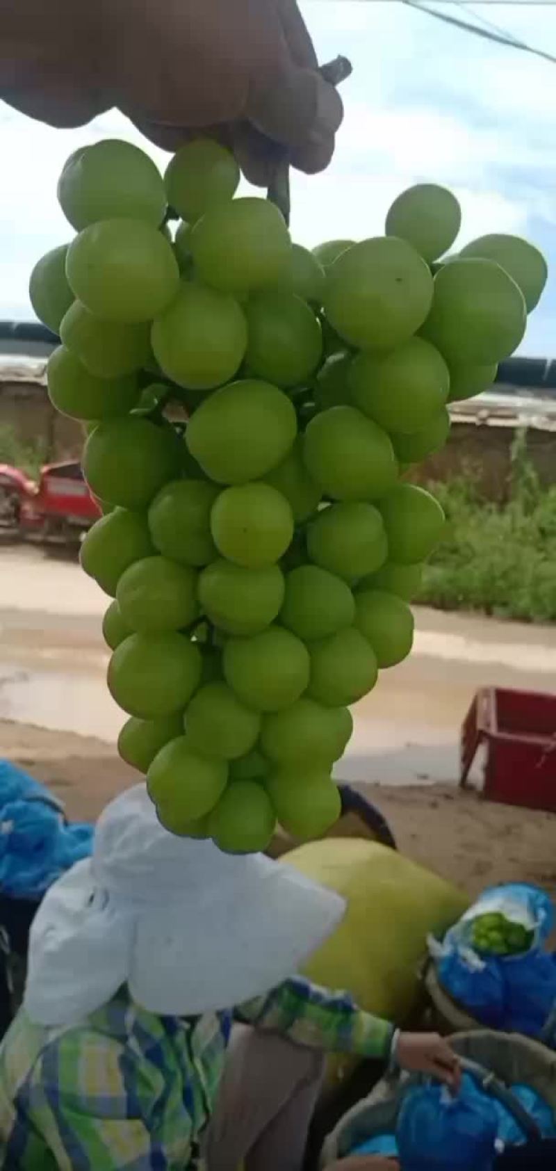 阳光玫瑰/