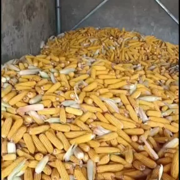 玉米棒子
