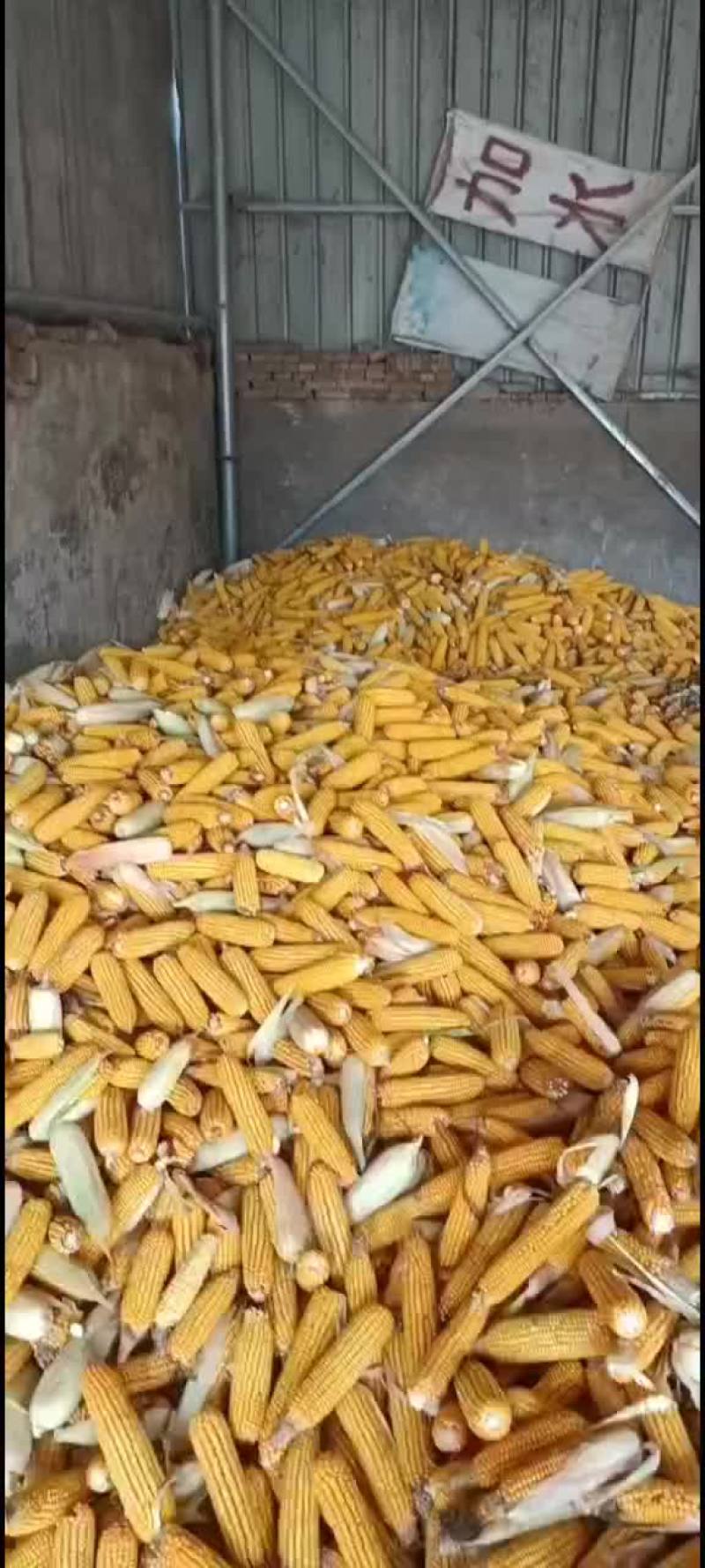 玉米棒子