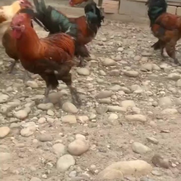 鸡蛋和鸡