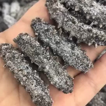 特价促销老淡干海参