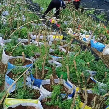 大量批发10公分至40公分小叶黄杨