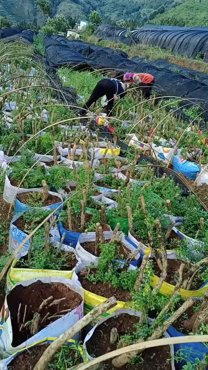 大量批发10公分至40公分小叶黄杨