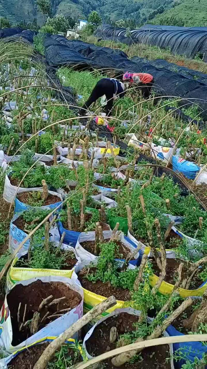 大量批发10公分至40公分小叶黄杨