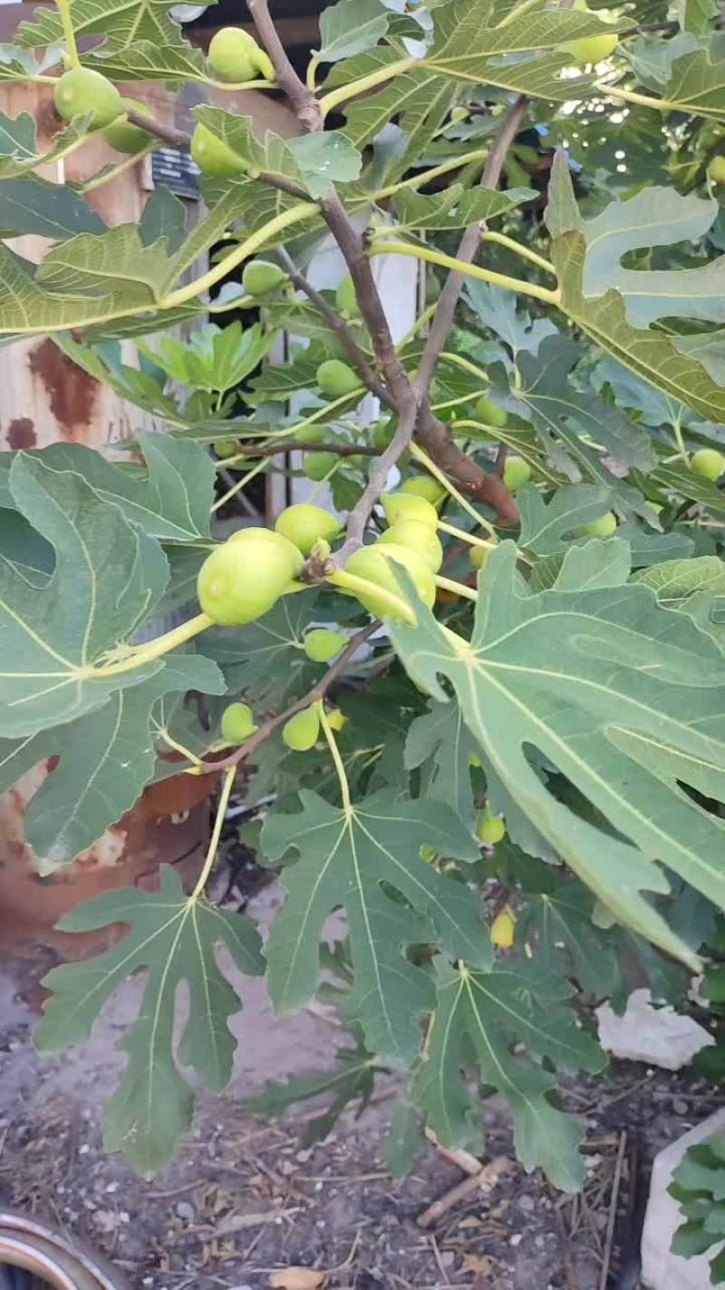 无花果