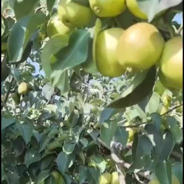 红香酥梨香梨红香酥