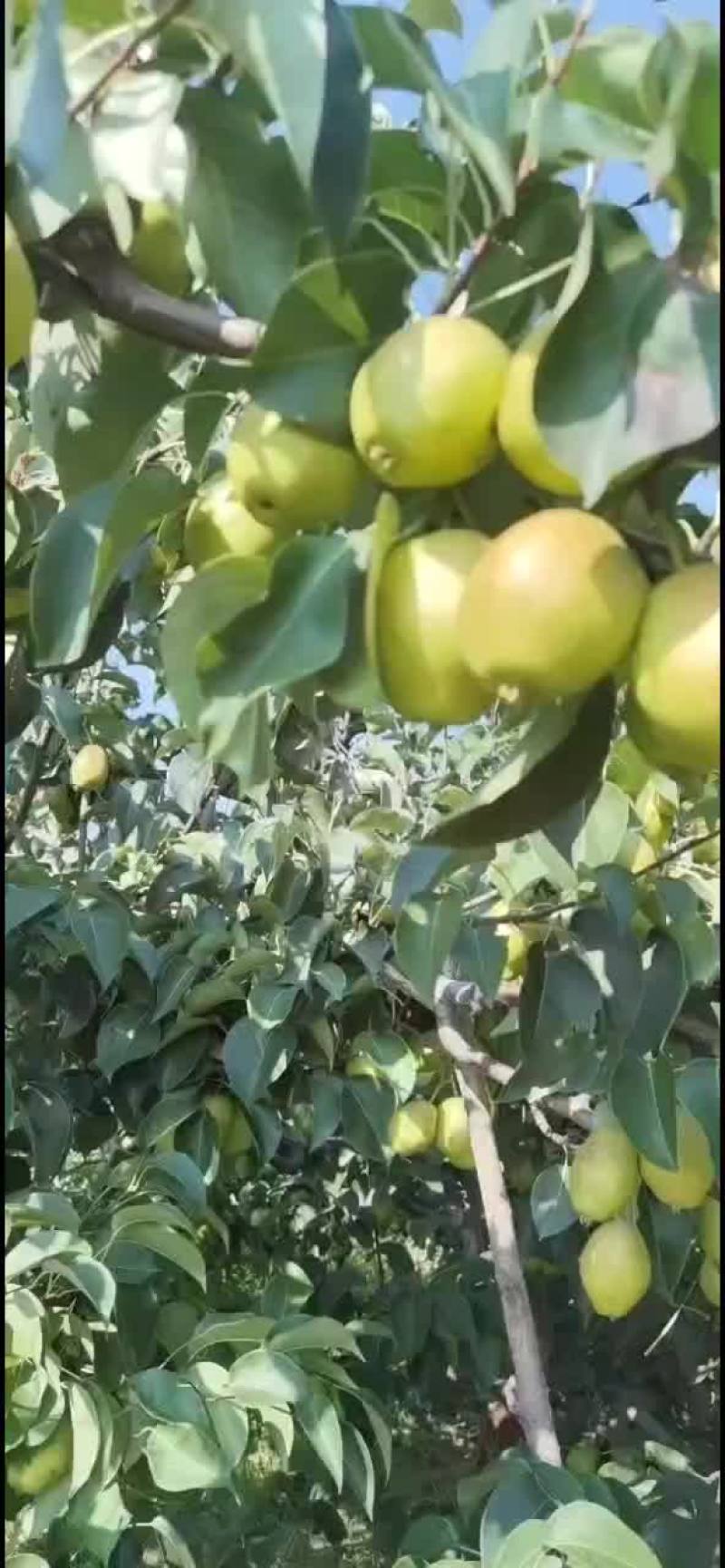 红香酥梨香梨红香酥
