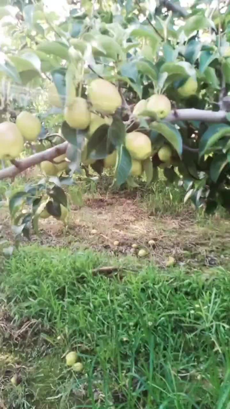 红香酥梨香梨红香酥
