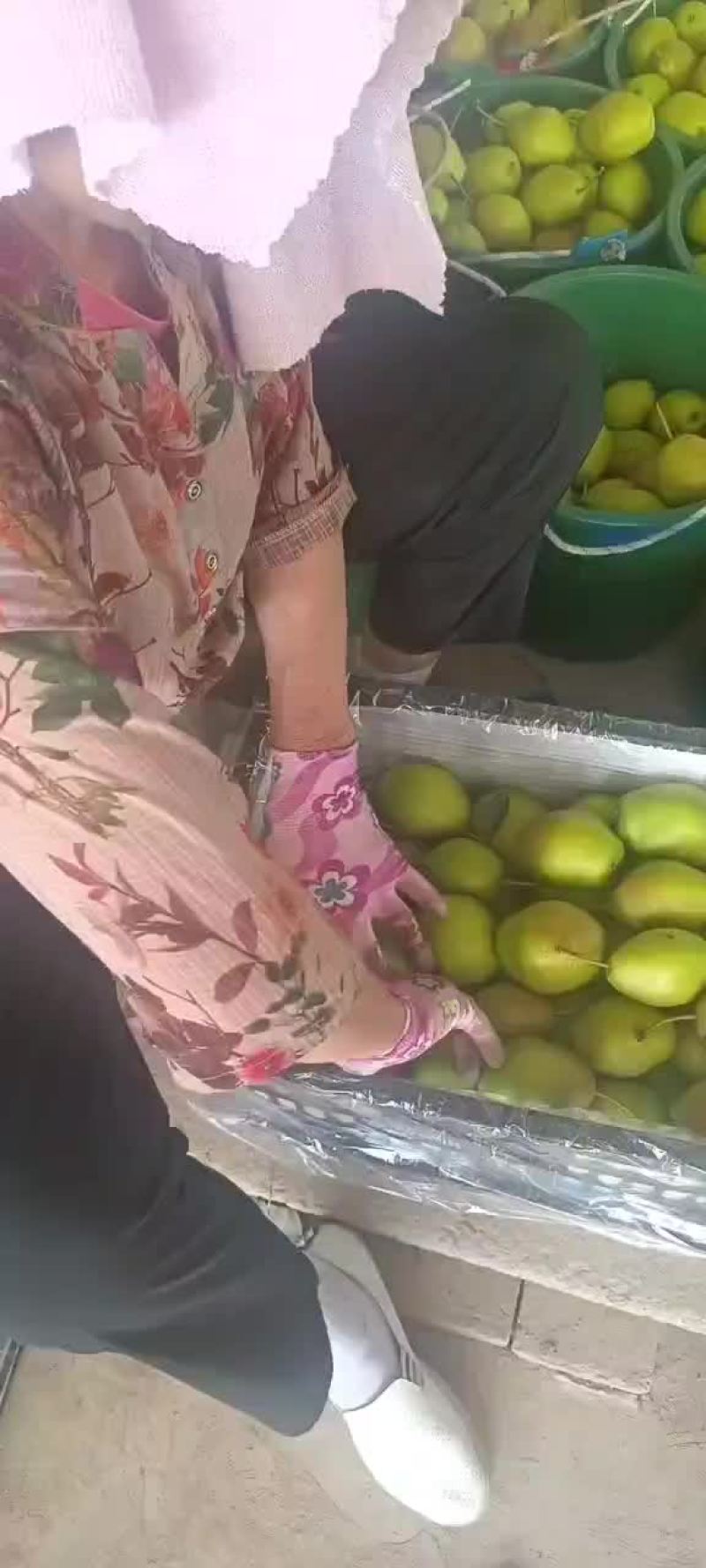 红香酥梨香梨红香酥