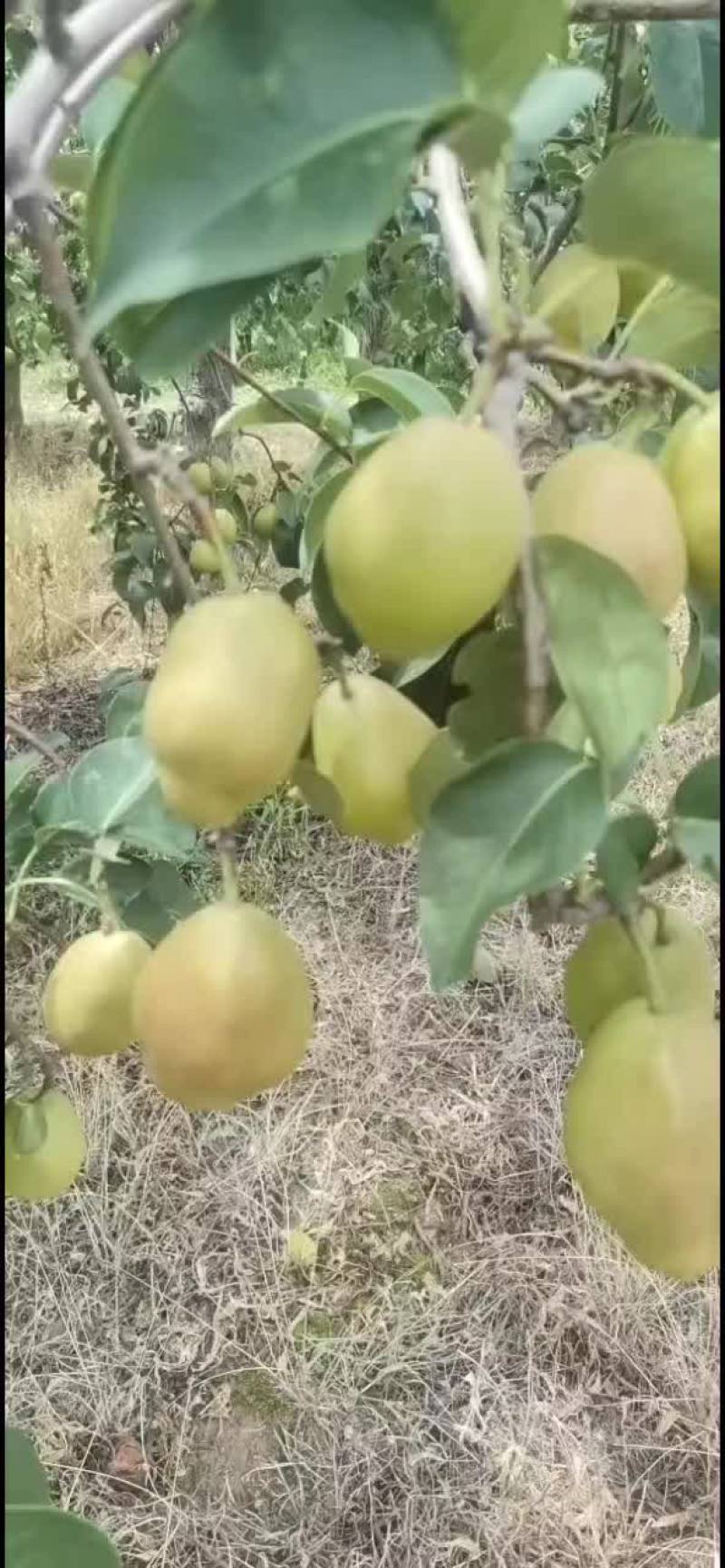 红香酥梨香梨红香酥