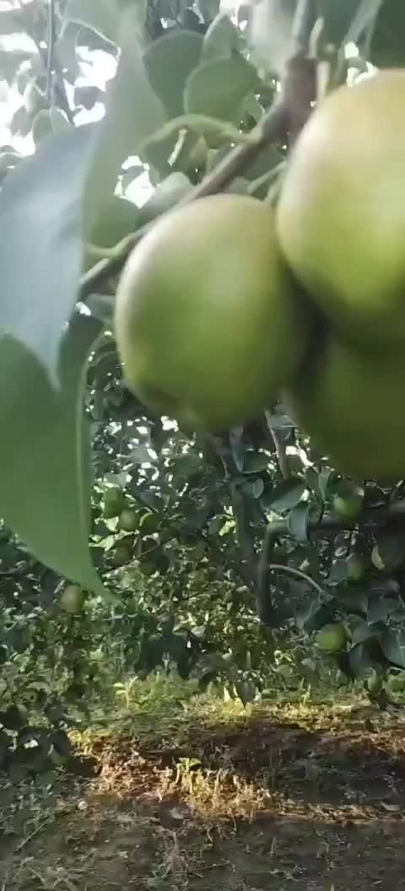 红香酥梨香梨红香酥