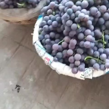 巨峰葡萄大田葡萄巨峰