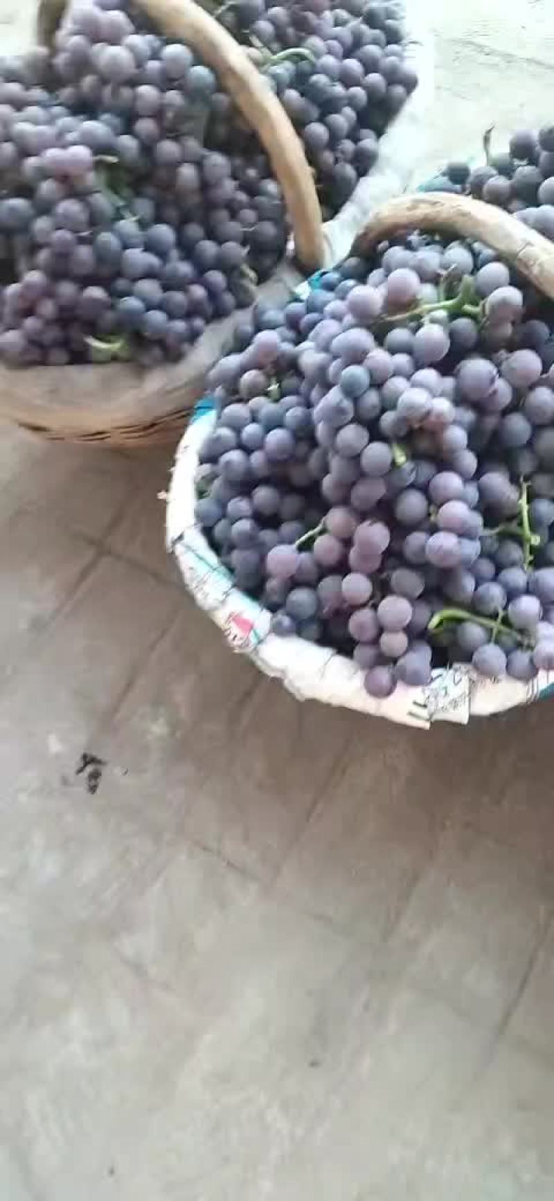 巨峰葡萄大田葡萄巨峰