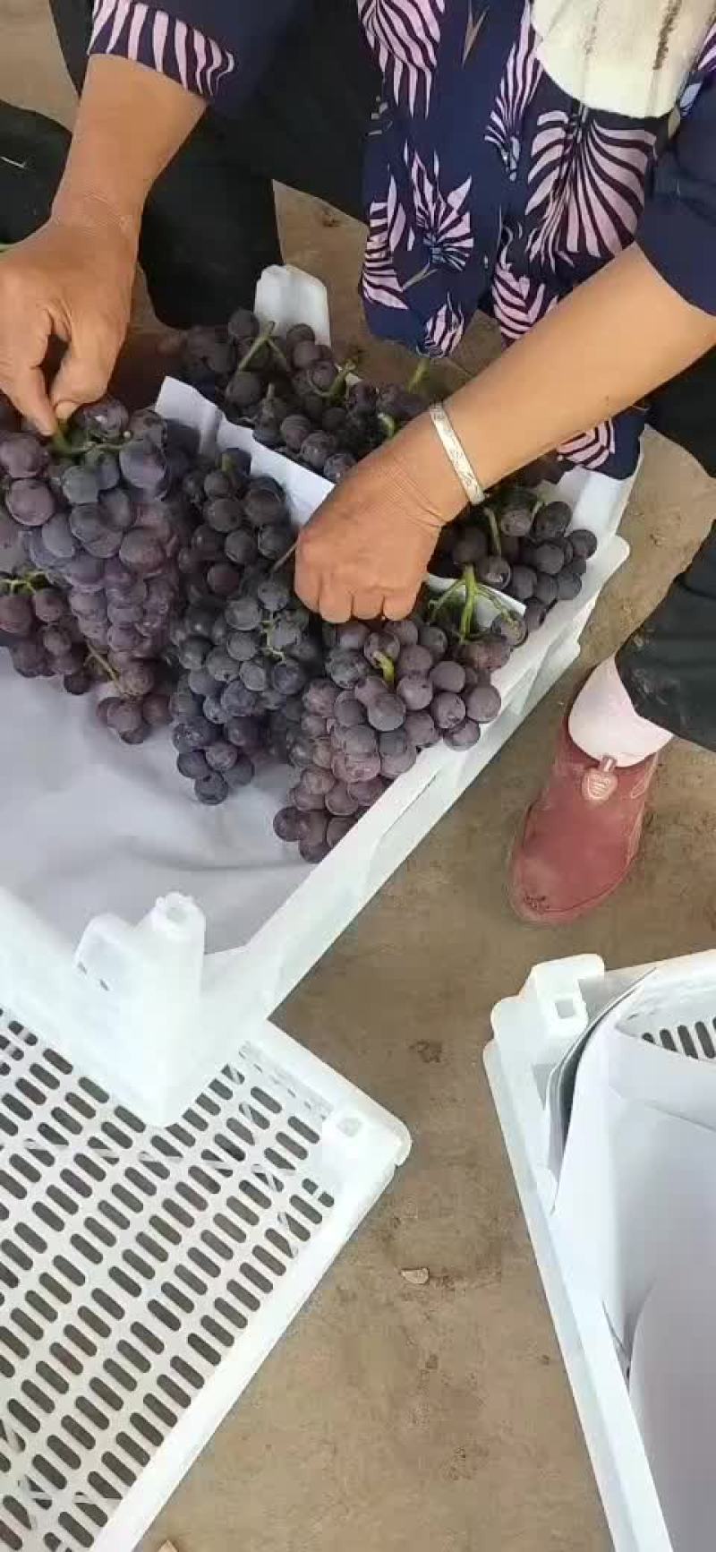巨峰葡萄大田葡萄巨峰