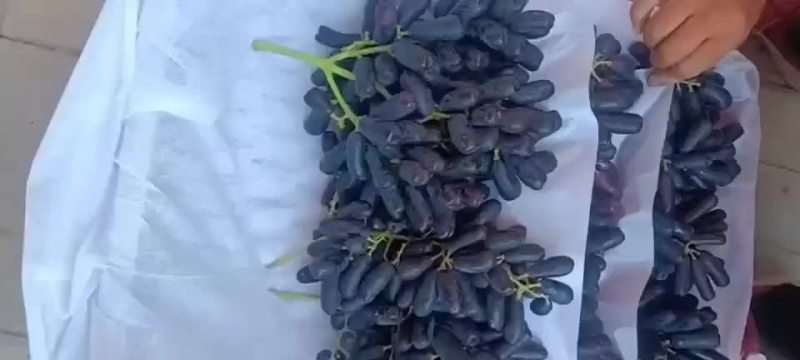 巨峰葡萄大田葡萄巨峰