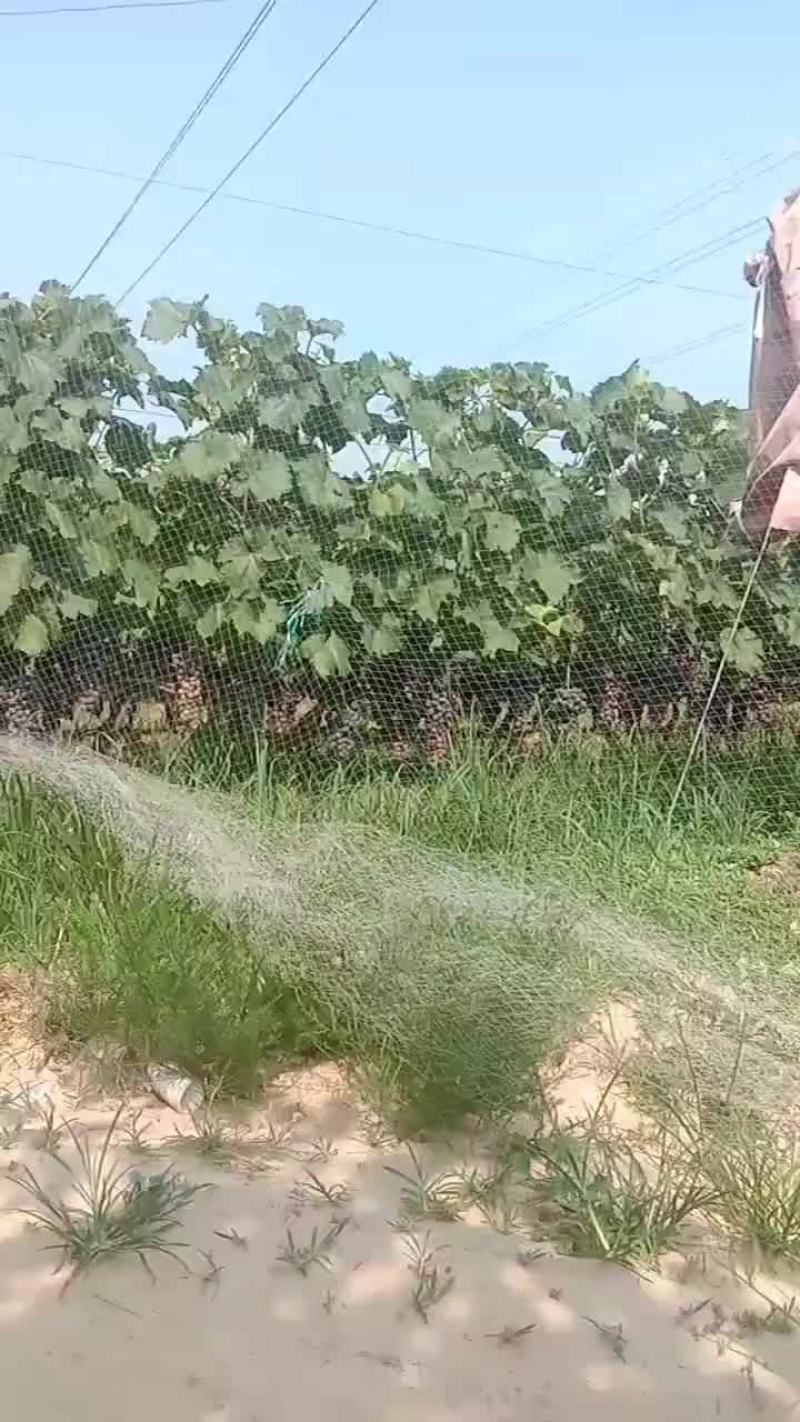巨峰葡萄大田葡萄巨峰