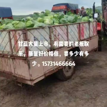 甘蓝大量上市