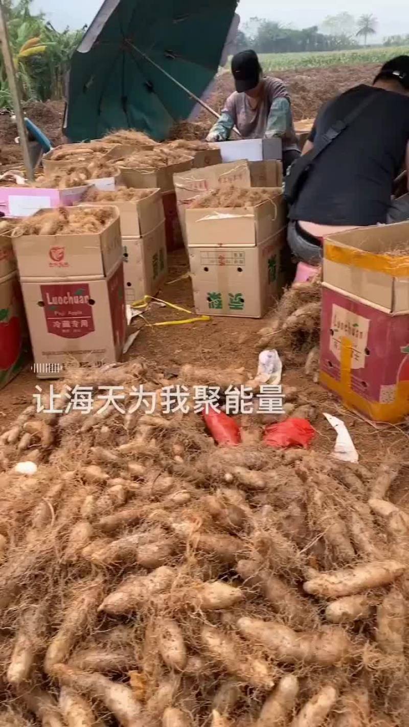 精品毛薯