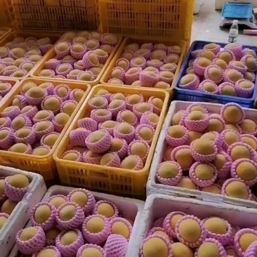 炎陵县锦绣黄桃