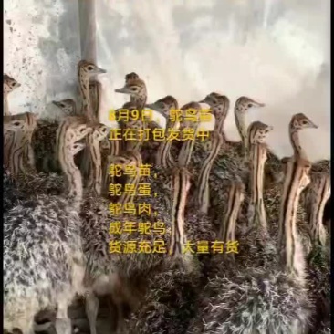 鸵鸟蛋