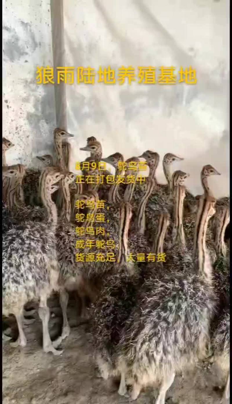 鸵鸟蛋