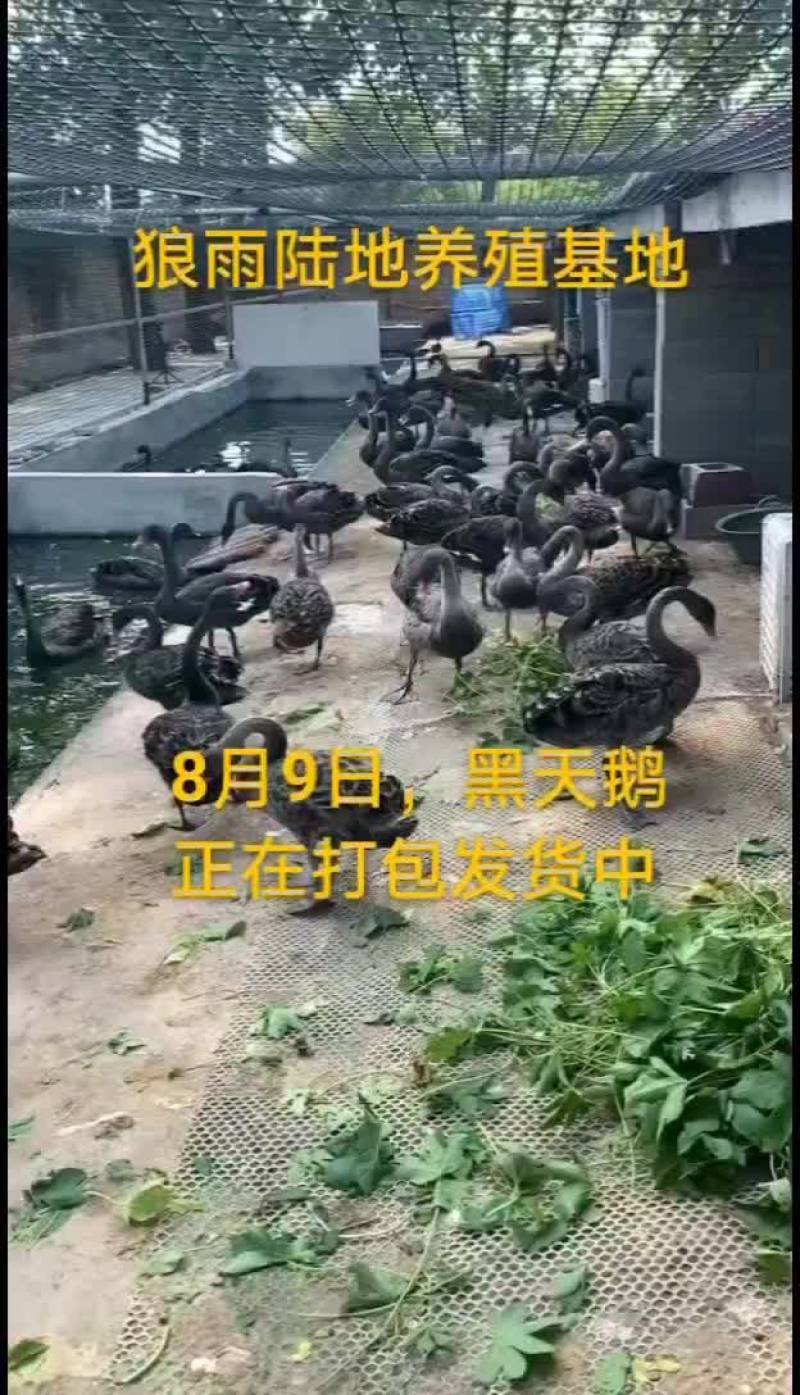 鸵鸟蛋