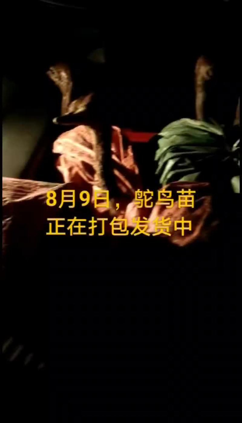 鸵鸟蛋