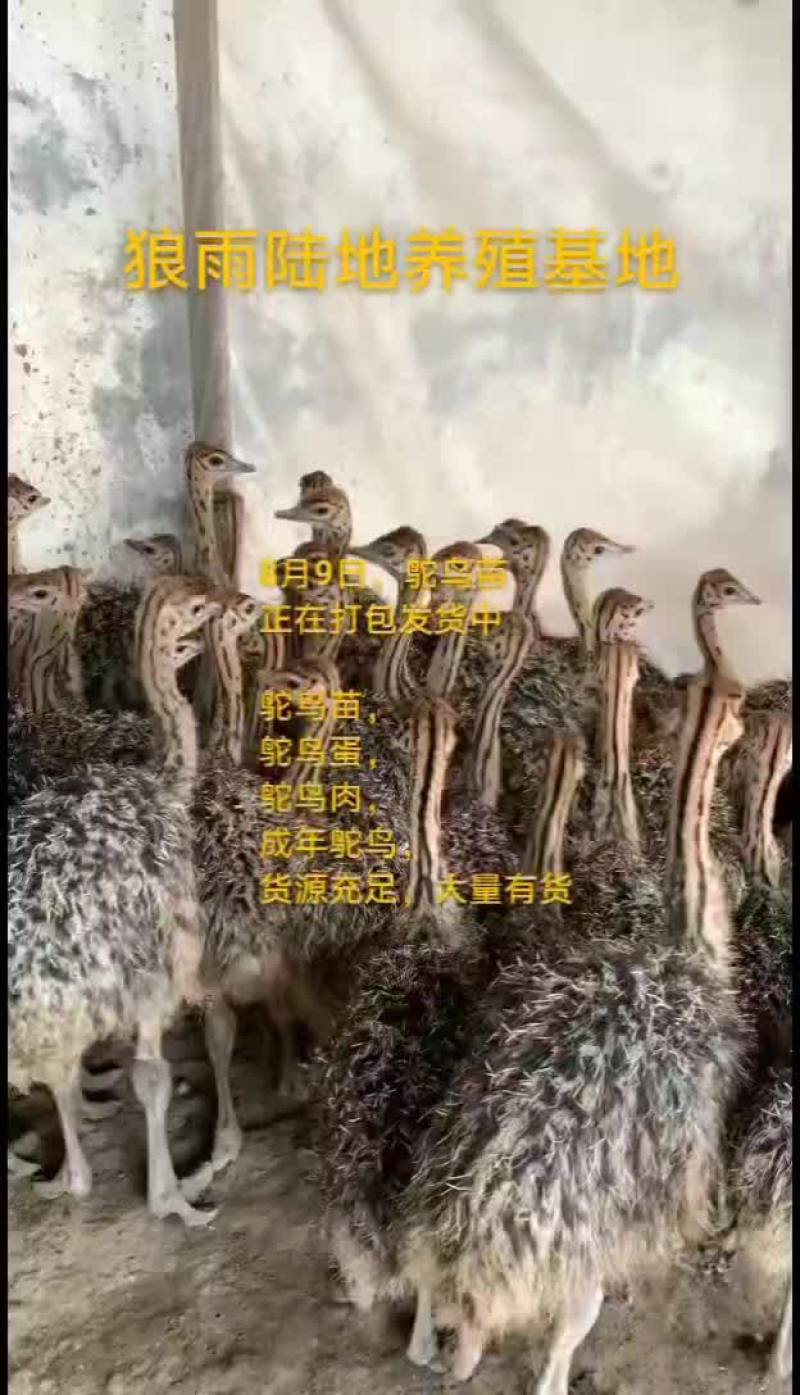 鸵鸟蛋