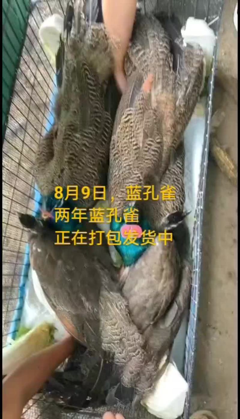 鸵鸟蛋