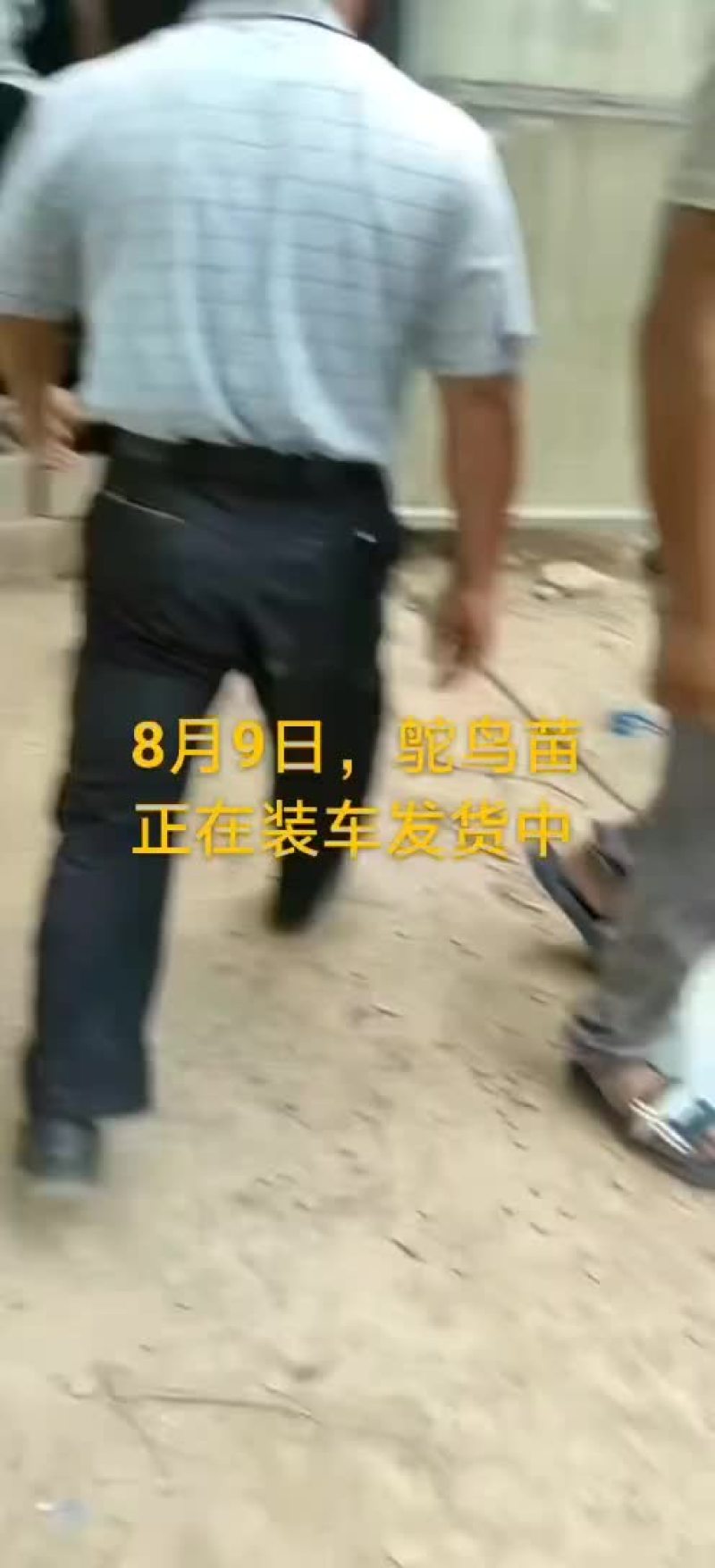 鸵鸟蛋