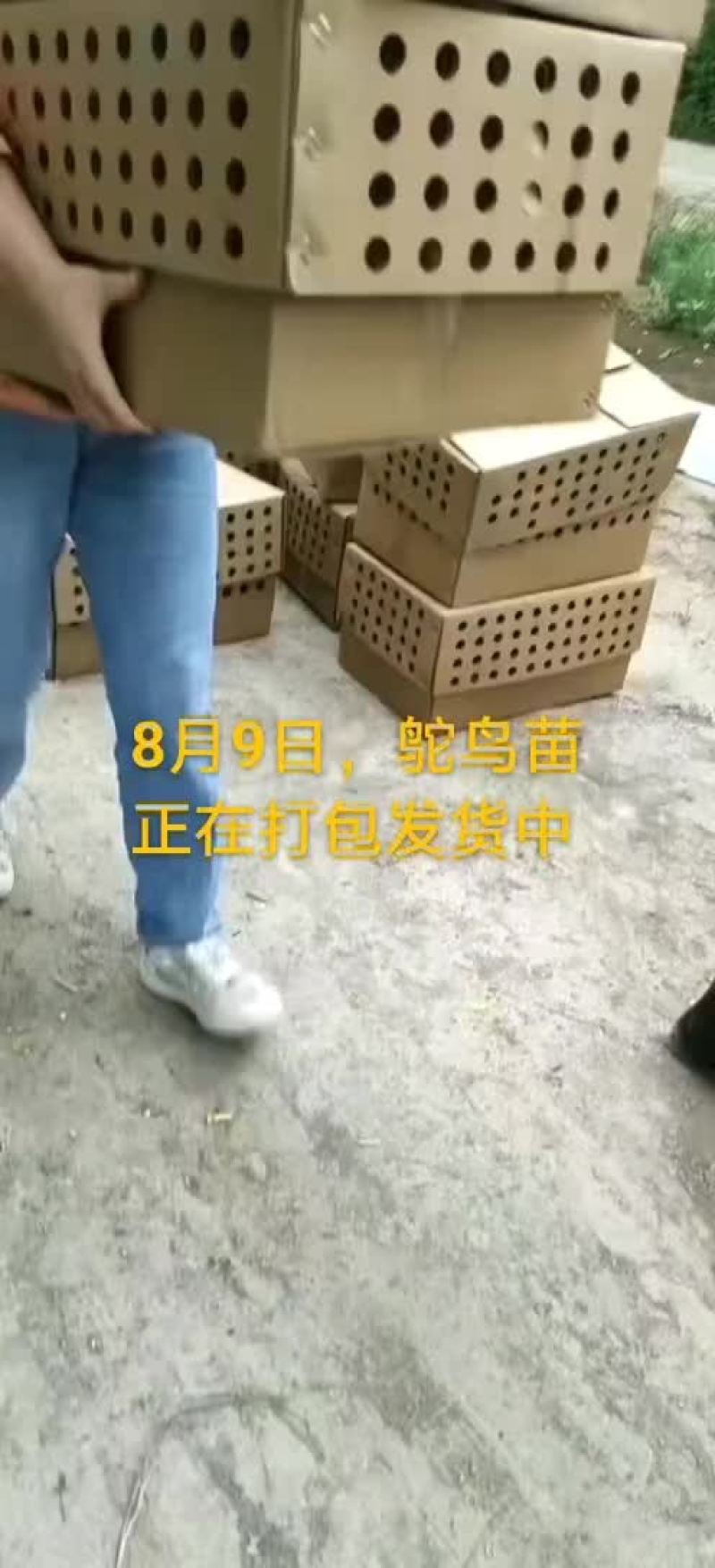 鸵鸟蛋