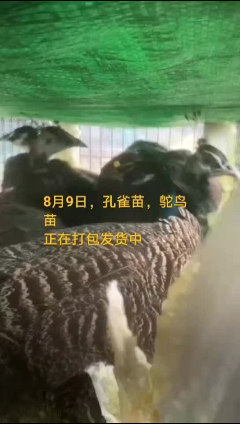 鸵鸟蛋