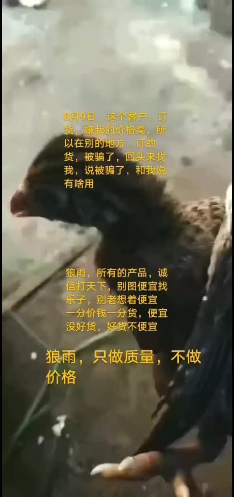 鸵鸟蛋