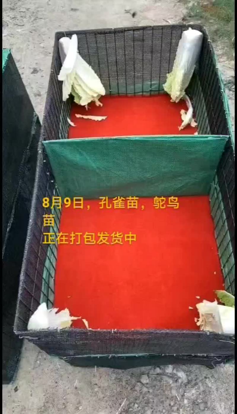 鸵鸟蛋