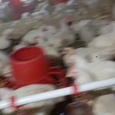 白条鸡