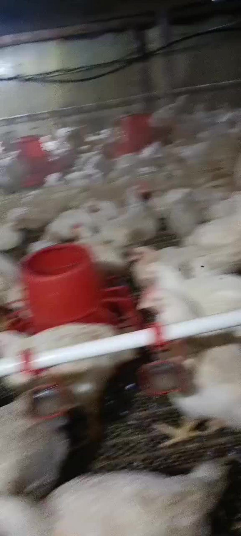 白条鸡