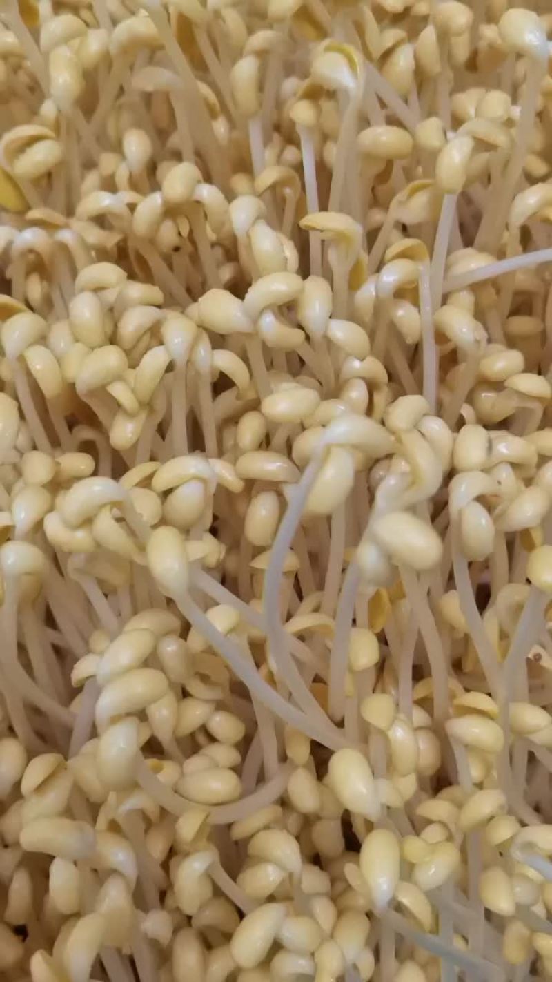 正常7天出货