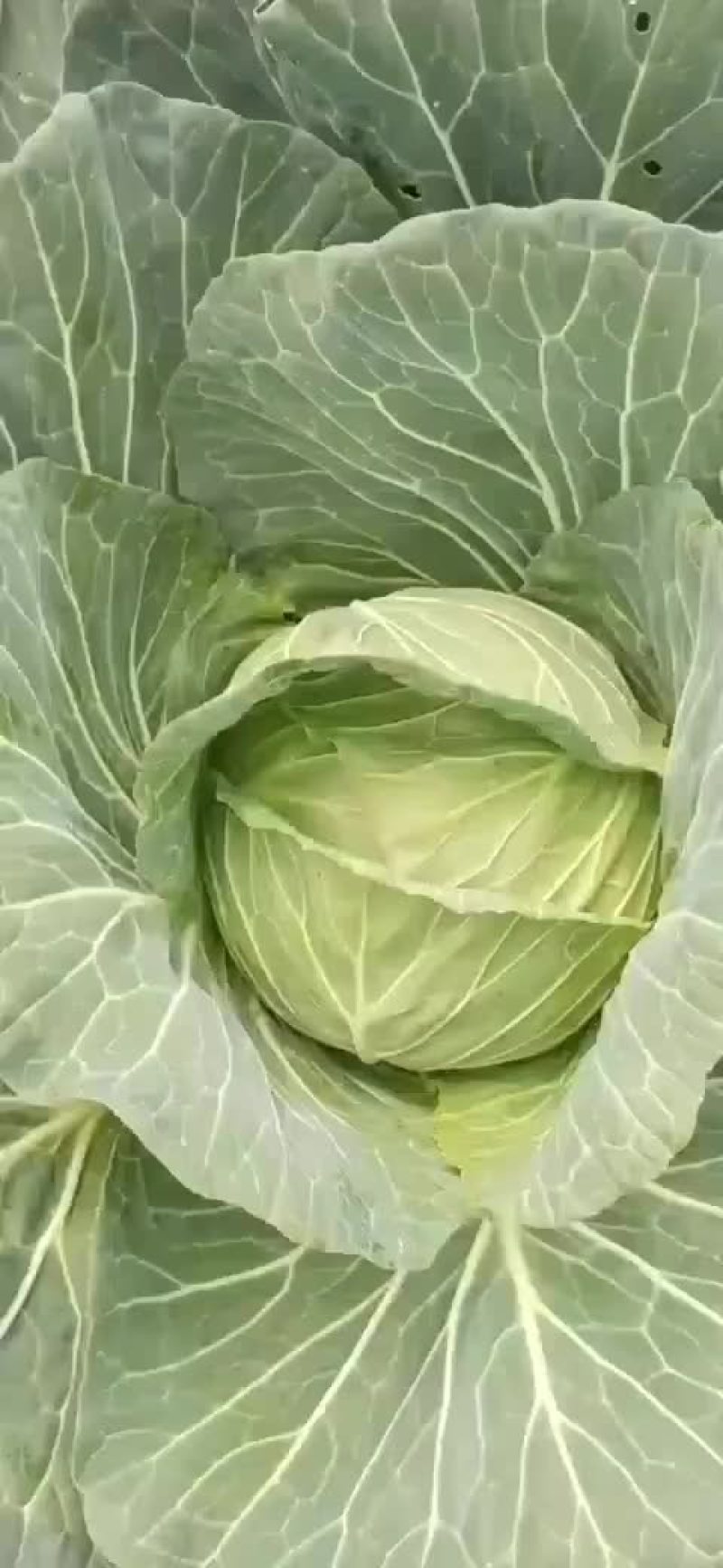 韩将军莲花白