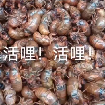 鲜活金蝉