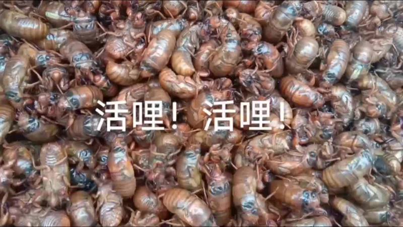 鲜活金蝉
