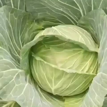 韩将军莲花白