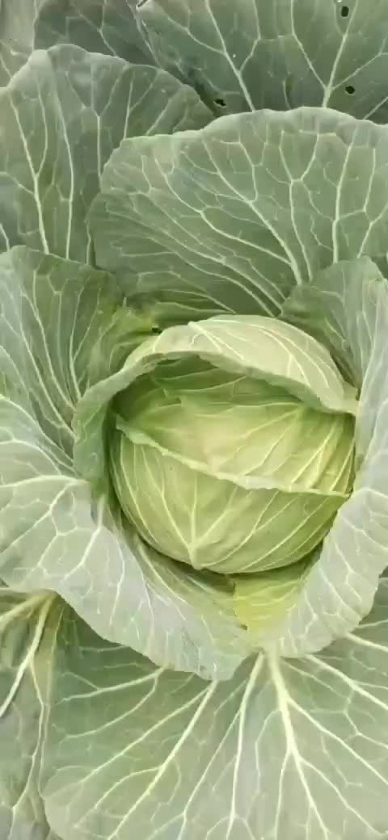 韩将军莲花白