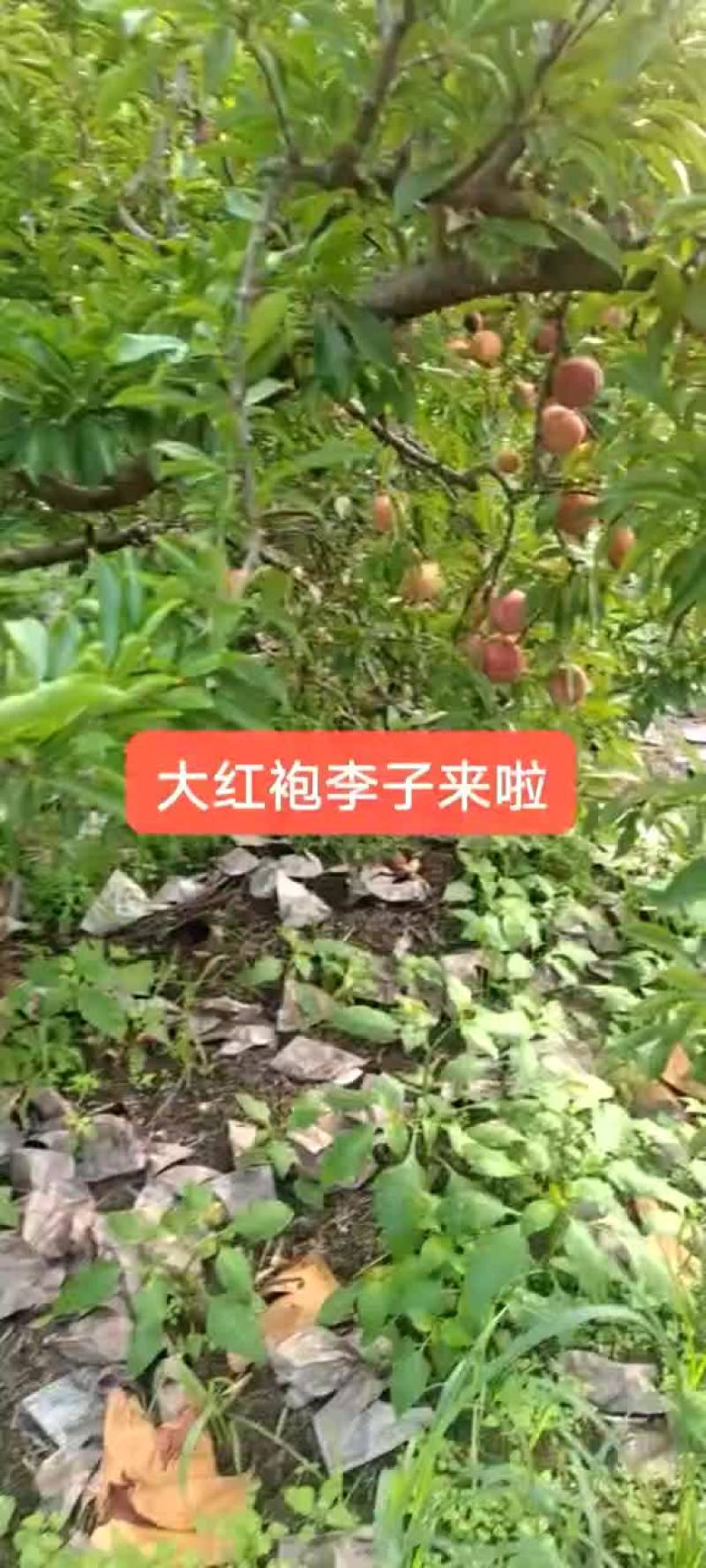 套袋大红袍量大个头好口好