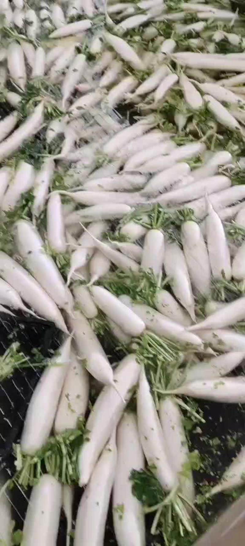 精品萝卜
