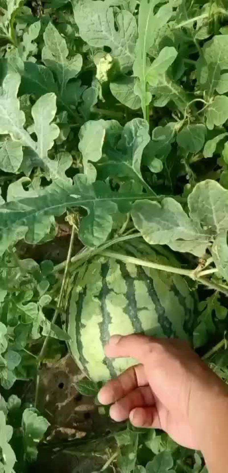 精品麒麟西瓜
