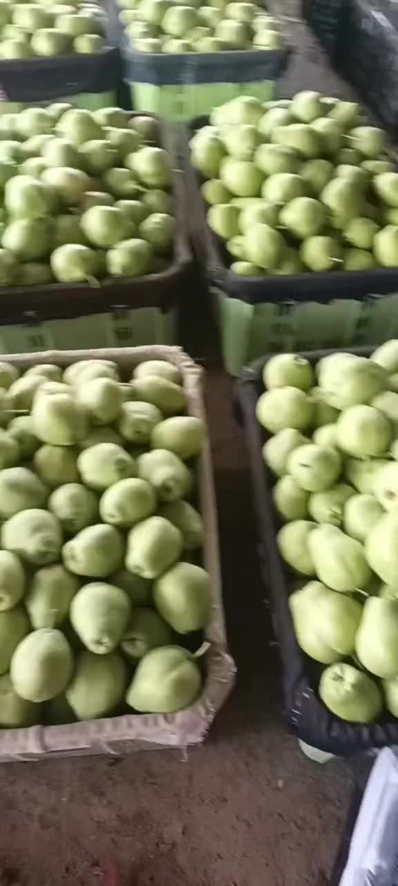 精品早酥梨脆甜汁多
